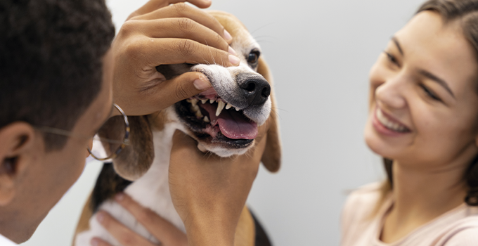 Cuidado dental de mascotas